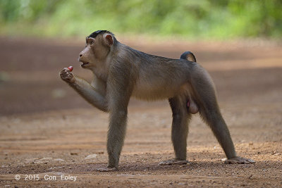 Macaque, Southern Pig-tailed