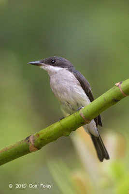 Flycatcher-shrike, Black-winged (female)