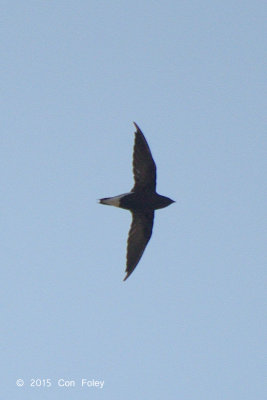 Needletail, Brown-backed