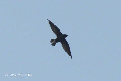 Needletail, Brown-backed