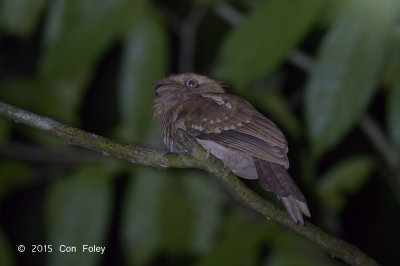 Frogmouth, Gould's (male)