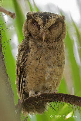 Owl, Sunda ScopsOwl, Sunda Scops @ SBG