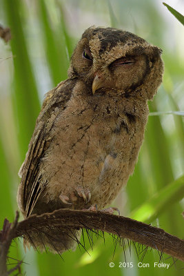 Owl, Sunda Scops @ SBG