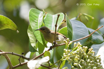 Sunbird, Purple-throated (female)