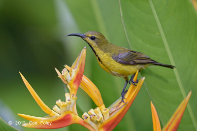 Sunbird, Olive-backed (eclipse) @ Botanic Gardens