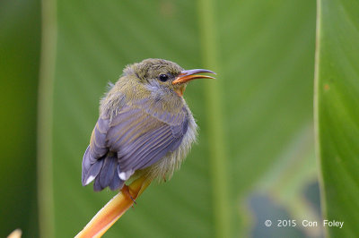 Sunbird, Olived-backed (juv) @ Botanic Gardens