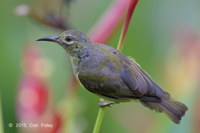 Sunbird, Brown-throated (female) @ Botanic Gardens