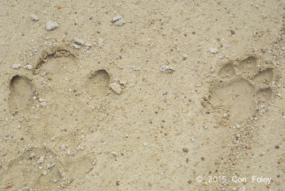 Animal Tracks