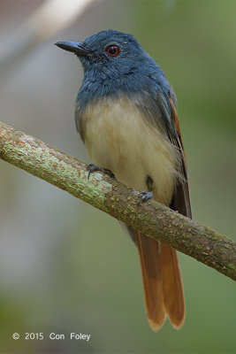 Philentoma, Rufous-winged (male)
