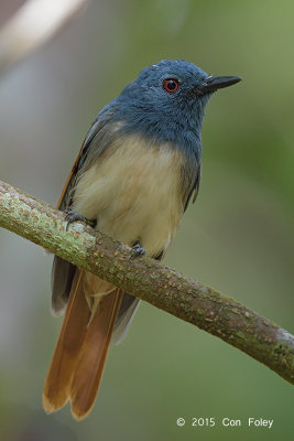 Philentoma, Rufous-winged (male)