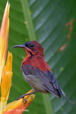 Sunbird, Crimson (subadult male) @ Botanic Gardens