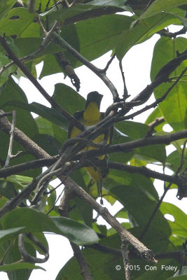 Iora, Great (male)