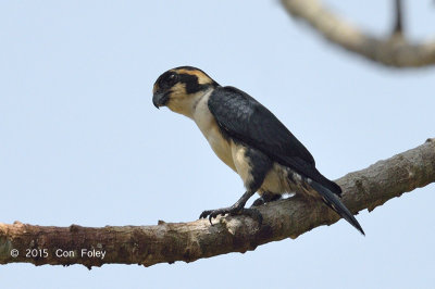 Falconet, Black-thighed