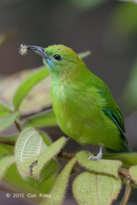 Leafbird, Blue-winged (female)