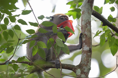 Macaque, Long-tailed