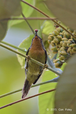 Sunbird, Ruby-cheeked (female)