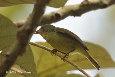 Sunbird, Ruby-cheeked (juvenile)