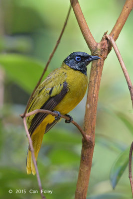 Bulbul, Black-headed