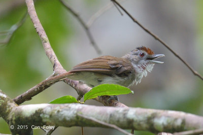 Babbler, Rufous-crowned