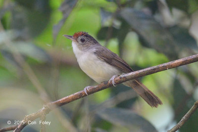Babbler, Scaly-crowned