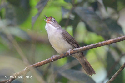 Babbler, Scaly-crowned