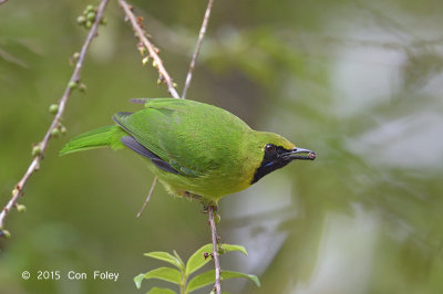 Leafbird, Lesser Green