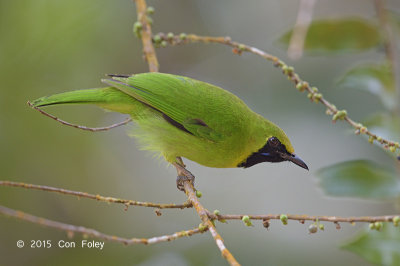 Leafbird, Lesser Green (male)