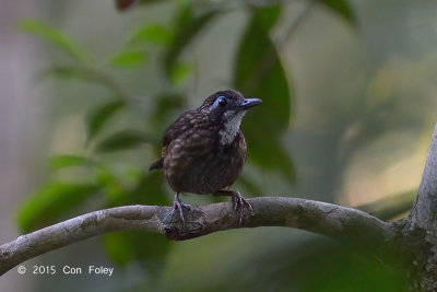 Babbler, Large Wren (male)