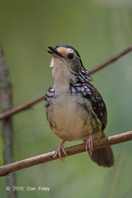 Babbler, Striped Wren