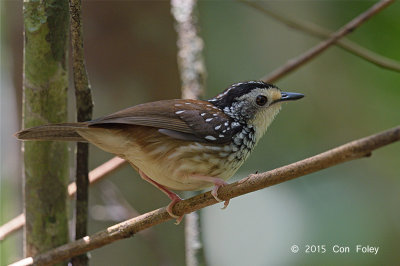 Babbler, Striped Wren