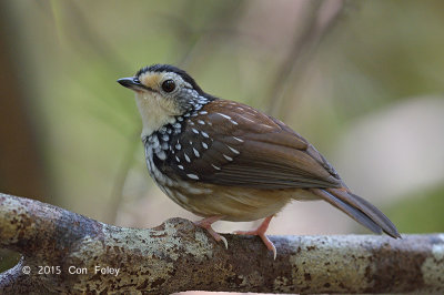 Babbler, Striped Wren