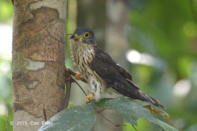 Cuckoo, Malaysian Hawk @ Temiggol Forest