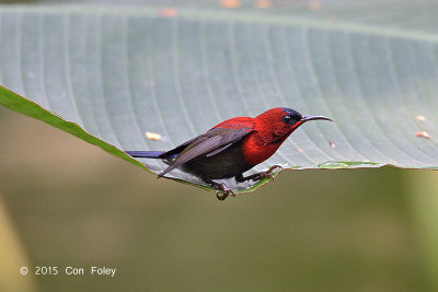 Sunbird, Crimson (male) @ Venus Loop