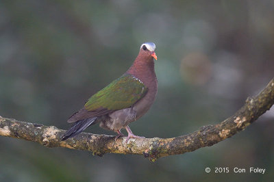 Dove, Emerald (male)