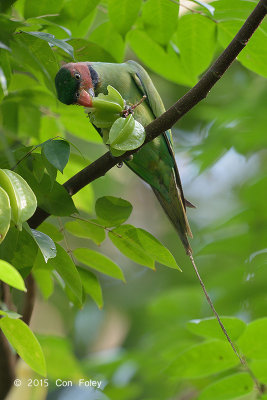 Parakeet, Long-tailed (male) @ Venus Loop