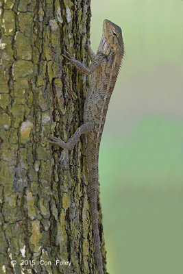 Changeable Lizard (female)