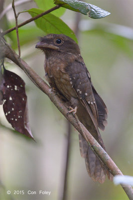 Frogmouth, Gould's