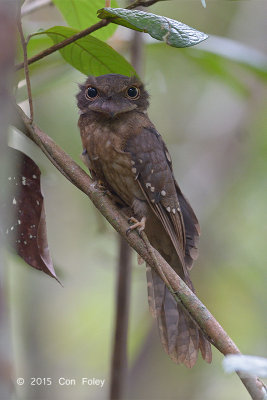 Frogmouth, Gould's