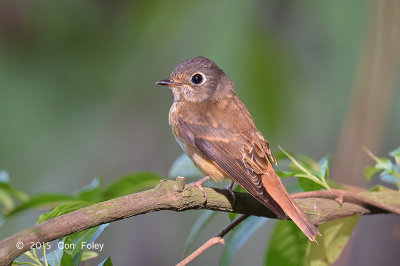 Flycatcher, Ferruginous @ Bidadari