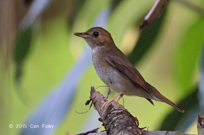Flycatcher, Brown-chested Jungle @ Bidadari