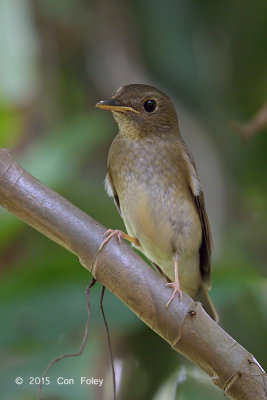Flycatcher, Brown-chested Jungle @ Bidadari