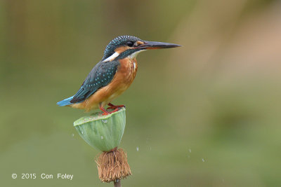 Kingfisher, Common (female) @ Satay by the Bay