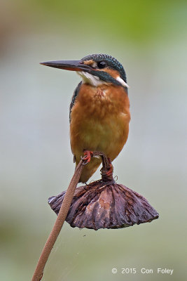 Kingfisher, Common (female) @ Satay by the Bay
