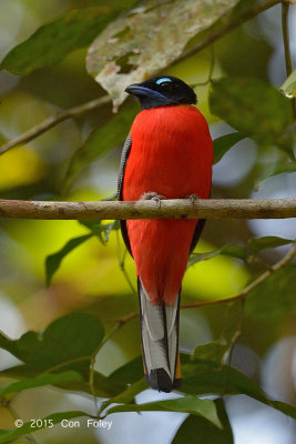 Trogon, Scarlet-rumped (male)