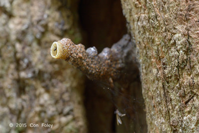 Stingless Bees