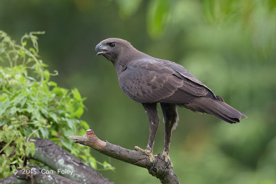 Eagle, Changeable Hawk (dark morph) @ Bidadari