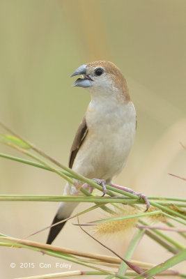 Silverbill, Indian @ Tuas