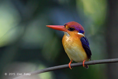 Kingfisher, Black-backed @ Bidadari