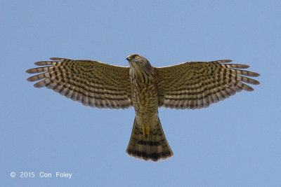 Sparrowhawk, Japanese (juvenile) @ Changi