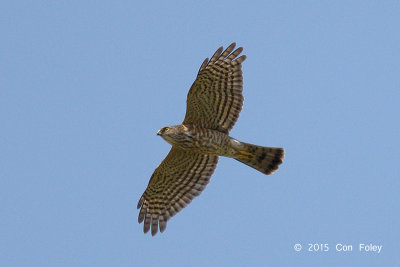 Sparrowhawk, Japanese (juvenile) @ Changi